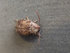 Coleoptera