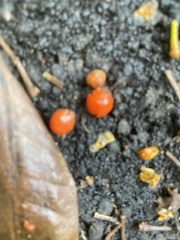 Adenanthera