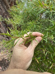 Leptospermum petersonii