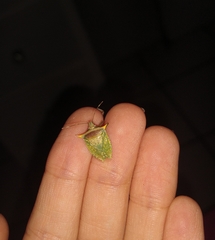 Arvelius albopunctatus