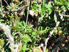 Hermannia grandiflora