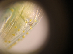 Arvelius albopunctatus