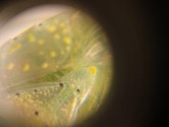 Arvelius albopunctatus