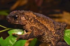 Ingerophrynus divergens