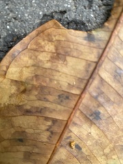 Chrysophyllum cainito