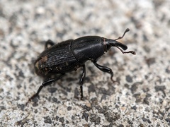 Sphenophorus cicatristriatus