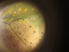 Arvelius albopunctatus