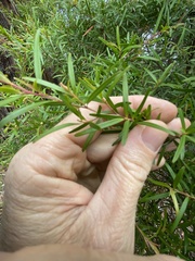 Leptospermum petersonii