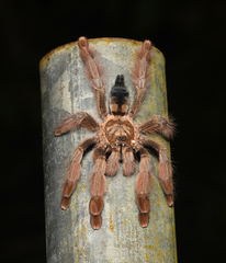 Psalmopoeus pulcher