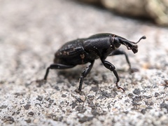 Sphenophorus cicatristriatus