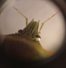 Arvelius albopunctatus