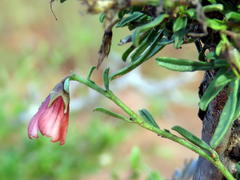 Hermannia grandiflora