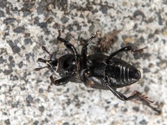 Sphenophorus cicatristriatus