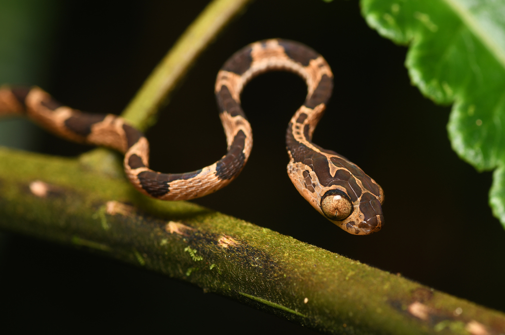 Blunt-headed Tree Snakes (Genus Imantodes) · iNaturalist