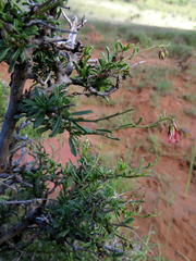 Hermannia grandiflora