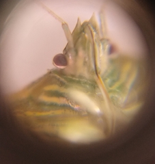 Arvelius albopunctatus