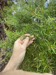 Leptospermum petersonii