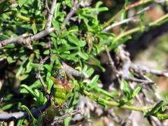 Hermannia grandiflora