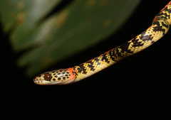 Siphlophis cervinus