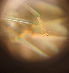 Arvelius albopunctatus