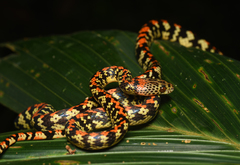 Siphlophis cervinus