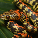 Panama Spotted Night Snake - Photo (c) Josh Vandermeulen, some rights reserved (CC BY-NC-ND), uploaded by Josh Vandermeulen
