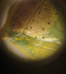 Arvelius albopunctatus