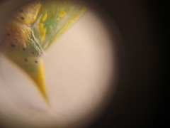 Arvelius albopunctatus