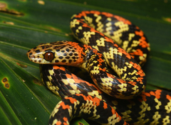 Siphlophis cervinus