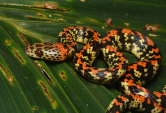 Siphlophis cervinus
