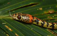 Siphlophis cervinus