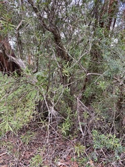 Melaleuca montana
