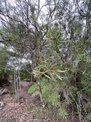 Melaleuca montana