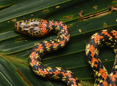 Siphlophis cervinus