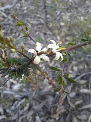 Bursaria spinosa