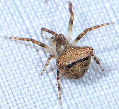 Araneus montereyensis