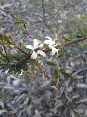 Bursaria spinosa