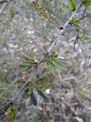 Bursaria spinosa