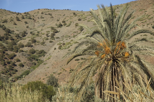 Date Palm