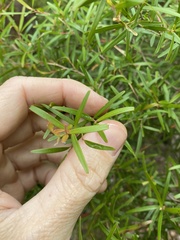 Leptospermum petersonii