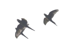 Psittacara mitratus