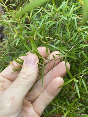 Leptospermum petersonii