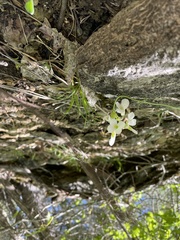 Physaria ovalifolia alba