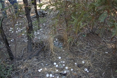 Chlamydera