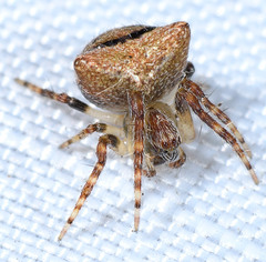 Araneus montereyensis