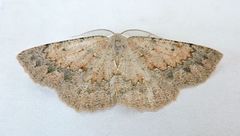 Somatolophia pallescens