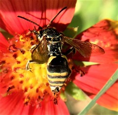 Triepeolus mexicanus