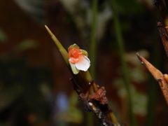 Monotagma plurispicatum