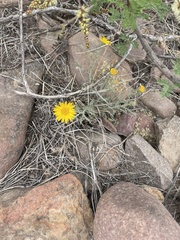 Xanthisma spinulosum chihuahuana