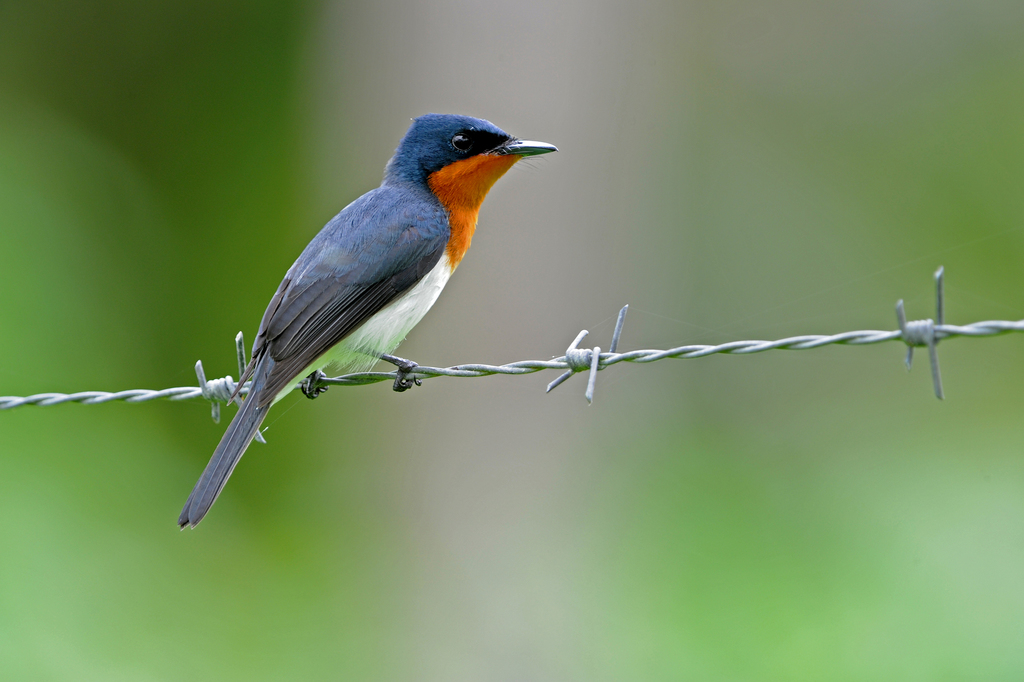 Samoan Flycatcher (Myiagra albiventris) photo
